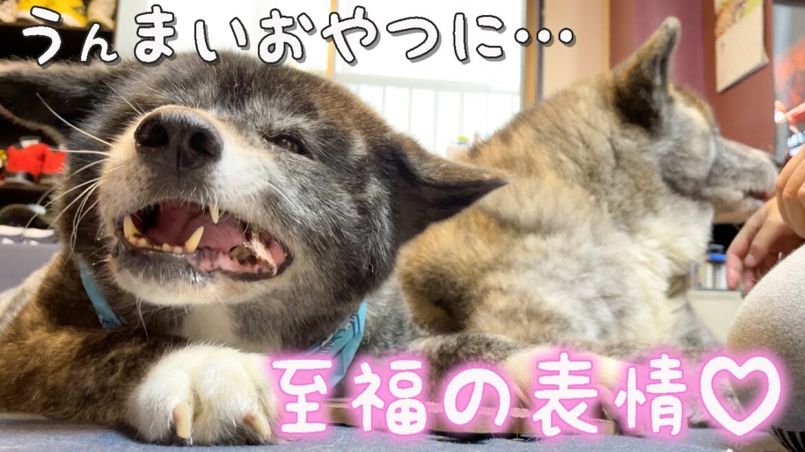 たまには贅沢に…！ジビエの犬用おやつにご満悦の秋田犬【虎毛】【大型犬】【akita dog】