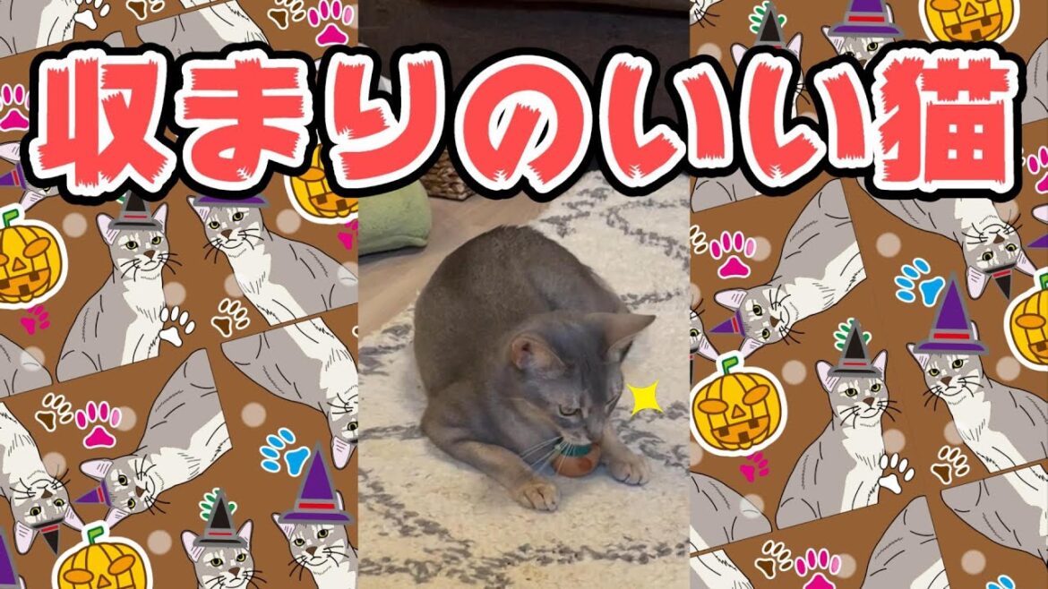 収まりのいい猫 fit cat #shorts