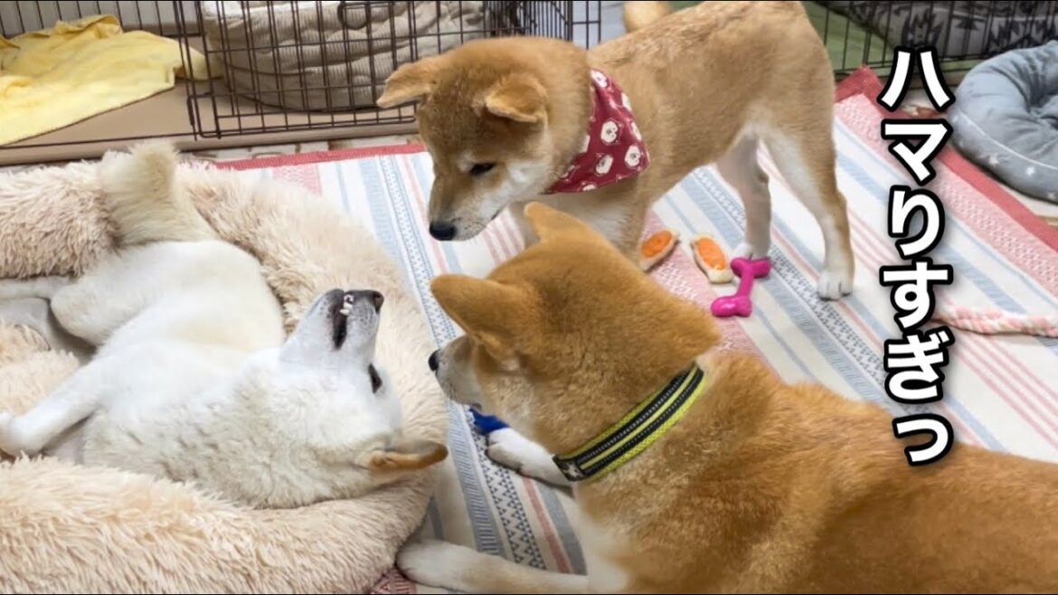 もふもふ柴犬がモフモフベッドにどっぷりハマるとこうなるw