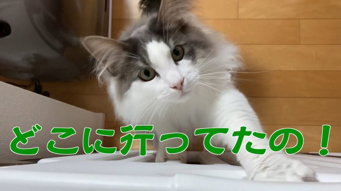 初めて一晩のお留守番【メインクーンの子猫】