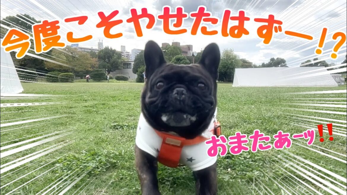 【ご報告】もうデブ犬とは言わせない！ドッキドキの体重測定！【フレンチブルドッグ】