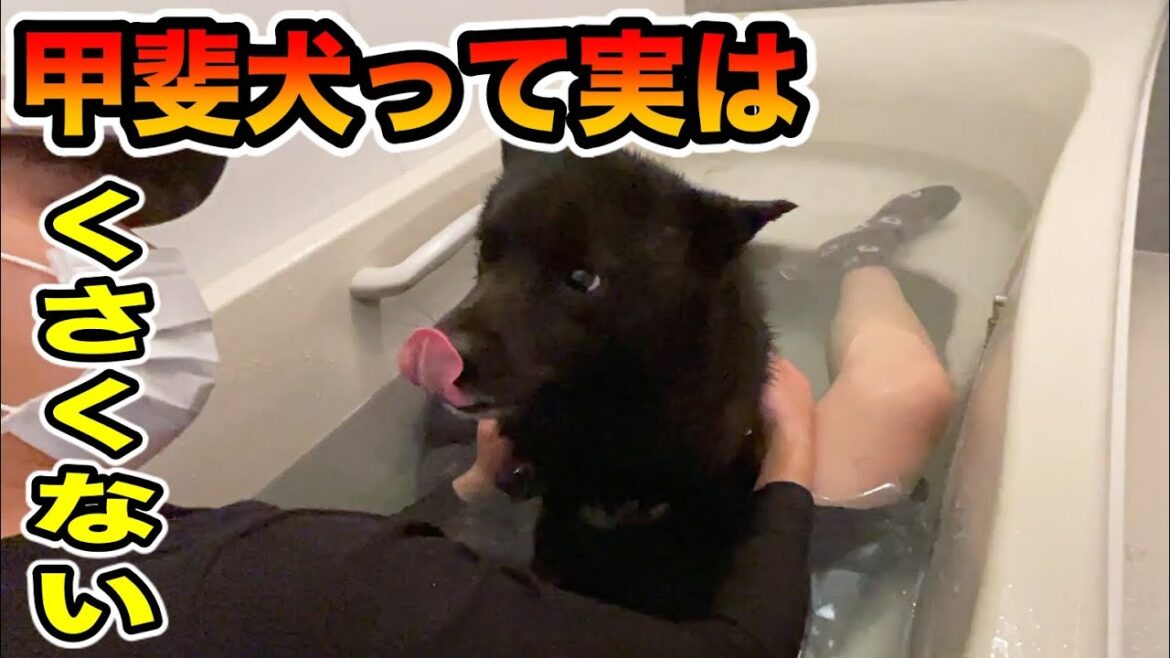甲斐犬は臭くない！知ってました？
