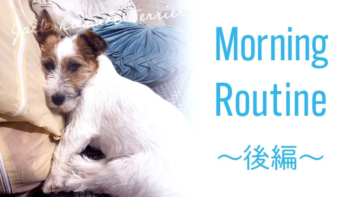 ジャックラッセルテリアと暮らす一人暮らし男のモーニングルーティン ジャックラッセルテリアと暮らす一人暮らし男のモーニングルーティン