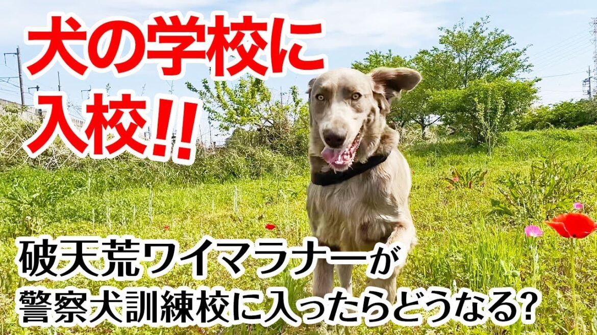【大型犬の特訓】我が家の破天荒ワイマラナーが訓練を積むために犬の学校に入校！！