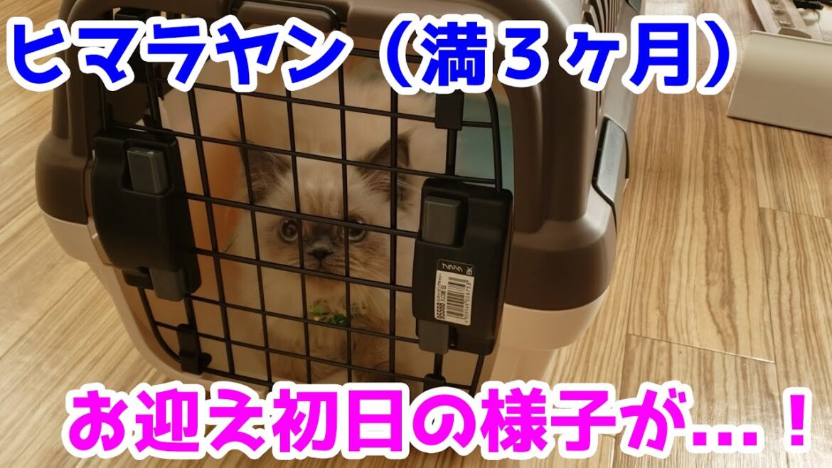ヒマラヤンの子猫（満３ヶ月）をお出迎え！まさに借りてきた猫状態