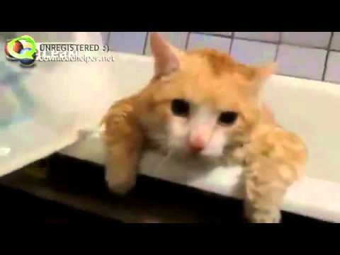 【デブ猫編】脱走を試みるが・・・ 【デブ猫編】脱走を試みるが・・・