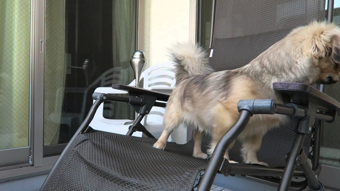 Tibetan Spaniel on the chair | 椅子から降りられないチベタンスパニエル