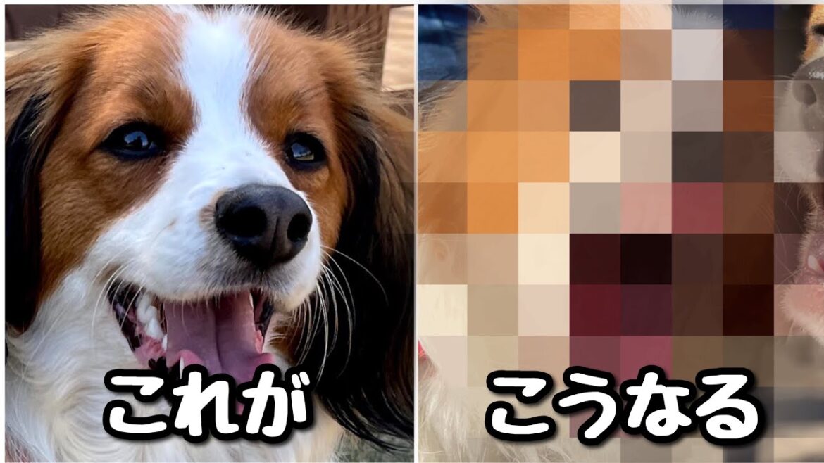 【閲覧注意】ワンプロすると、顔つきが豹変する犬【コーイケルホンディエ】【kooikerhondje】