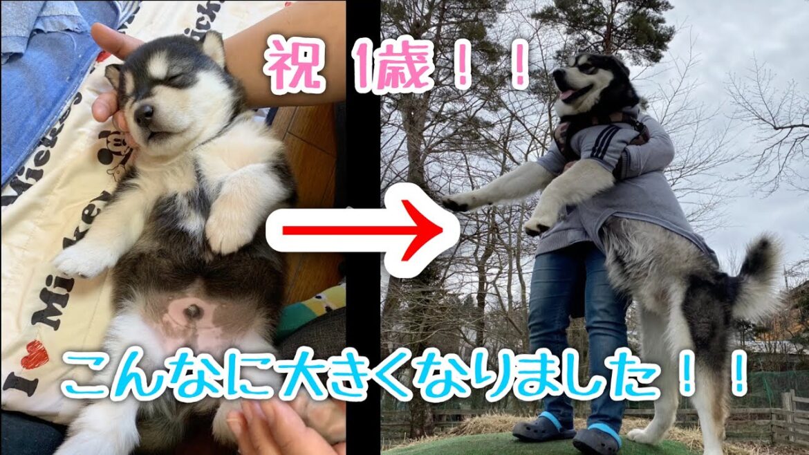 【祝】1歳の誕生日を迎えたアラスカンマラミュート【桜空】