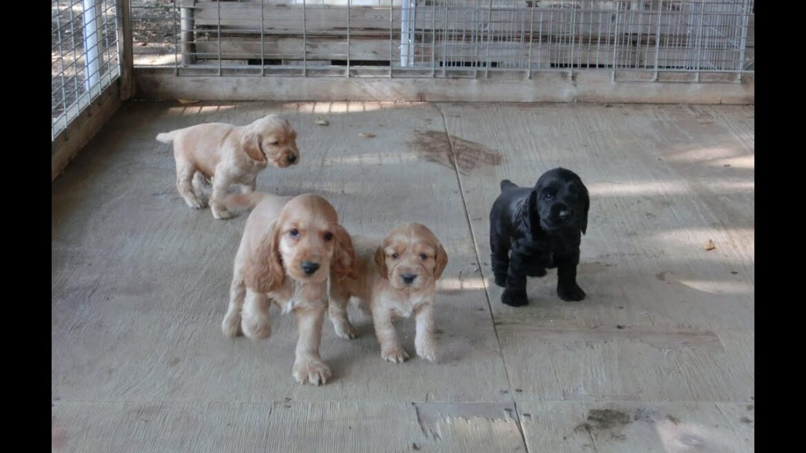 イングリッシュ・コッカースパニエル 2015年8月、9月生まれの仔犬たち