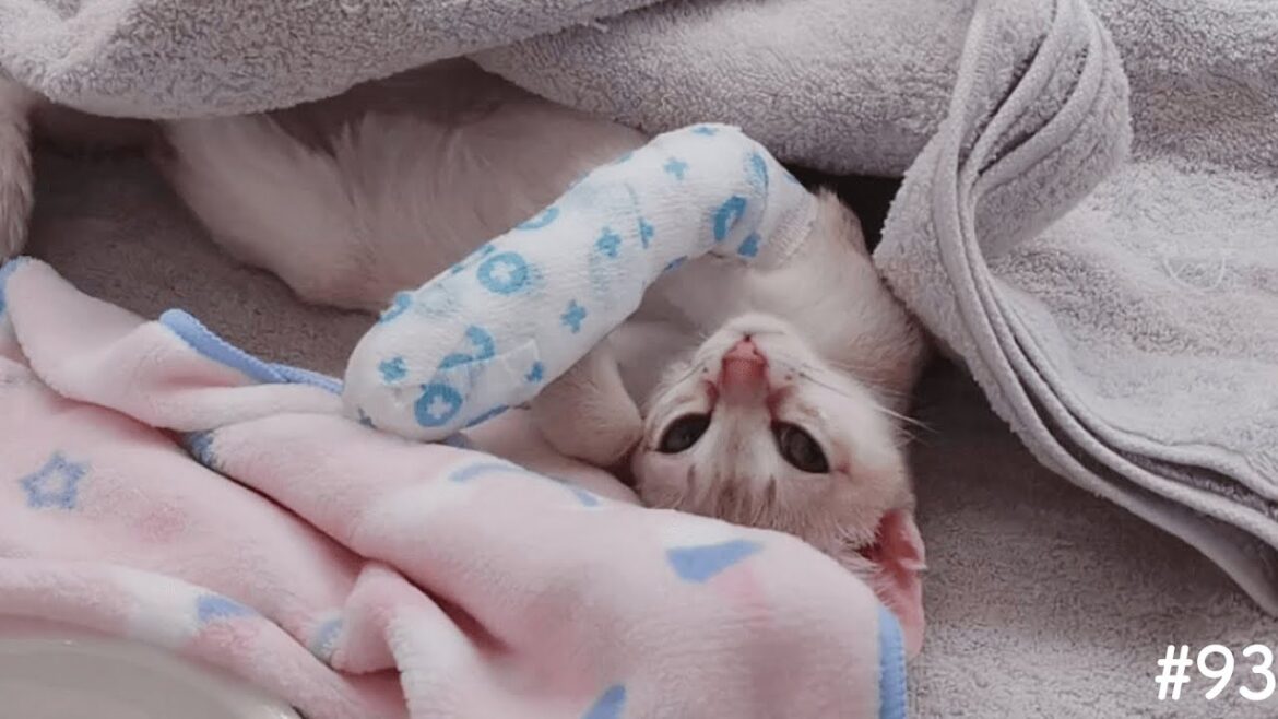 子猫がケガをしました【シンガプーラ】
