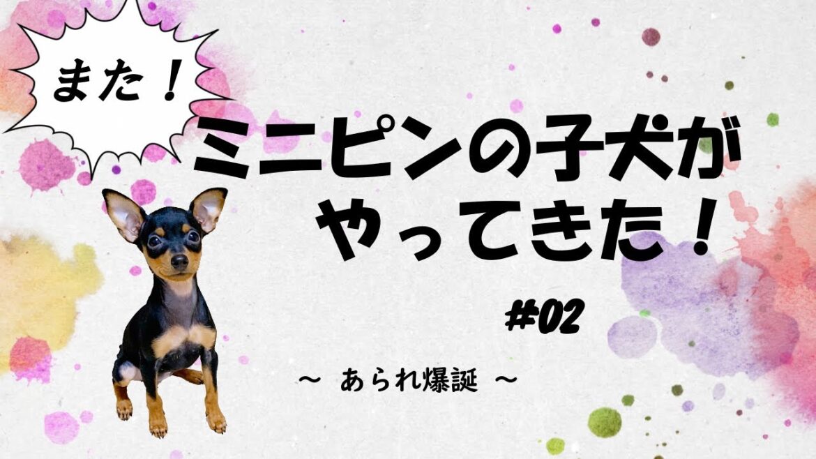 【２頭目】ミニピンの子犬がやってきた！#02