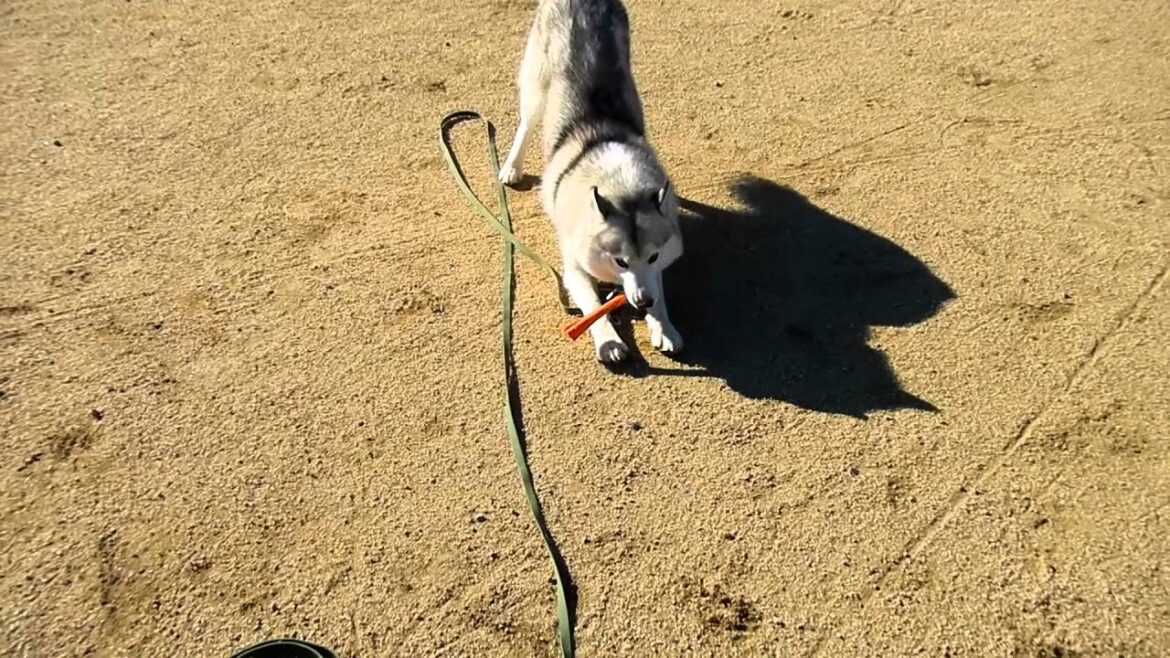 ハスキーVSタービュレン