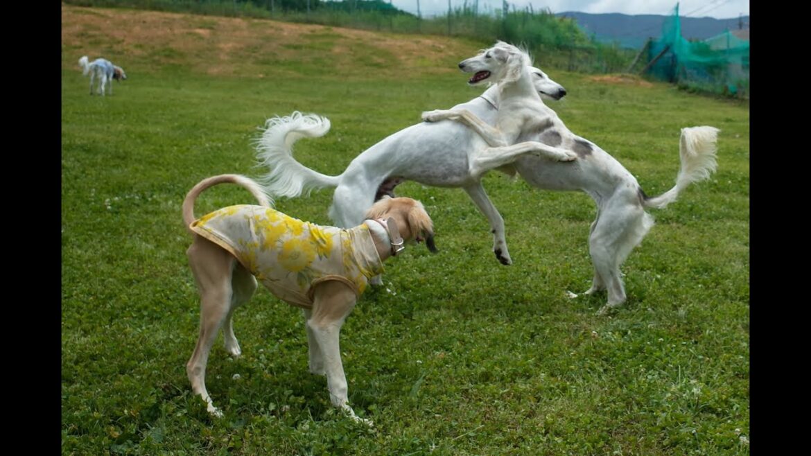 サルーキオフ会！３ｈｏｕｎｄ♪（Saluki）