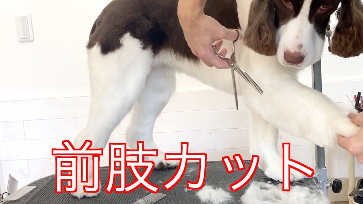 【トリミング】前肢を持ちながら長さを切ってセニングで馴染ませる✂︎ イングリッシュスプリンガースパニエル 【トリミング】前肢を持ちながら長さを切ってセニングで馴染ませる✂︎ イングリッシュスプリンガースパニエル