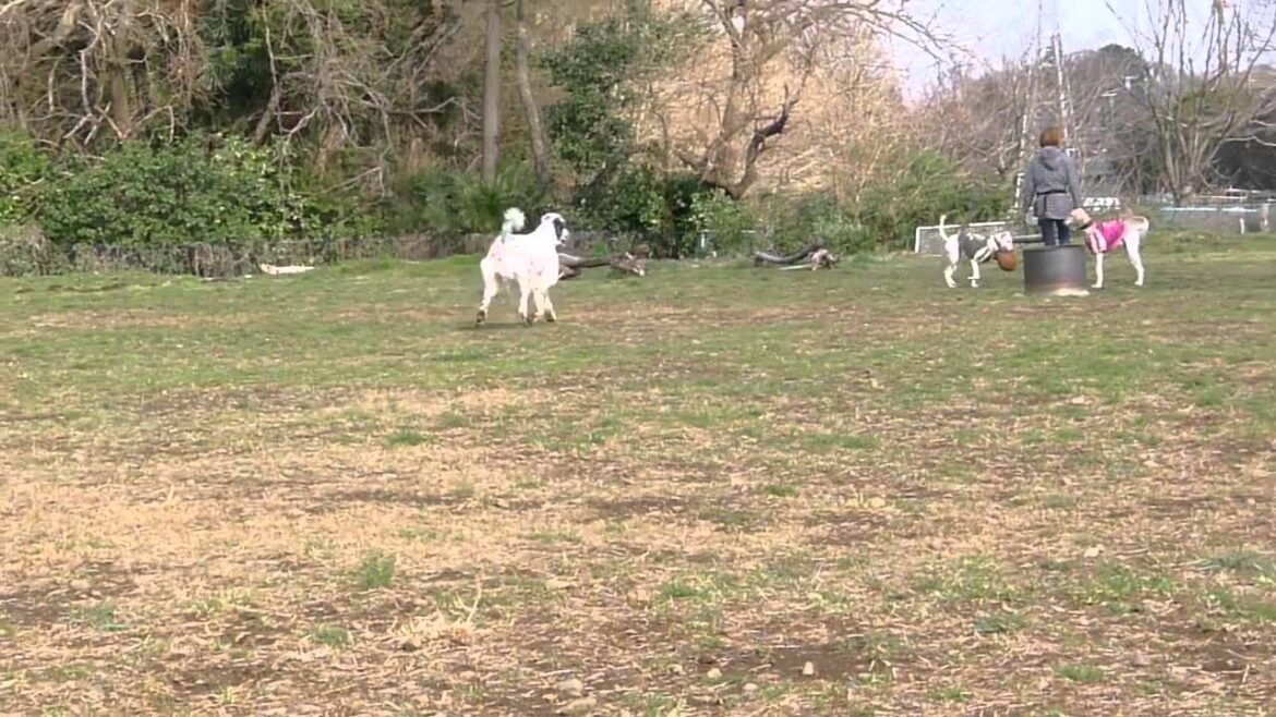 サルーキのハービーちゃんとイングリッシュセターはやて