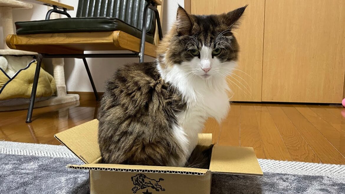 明らかに小さい段ボールに懸命に入りたがる猫【必死】