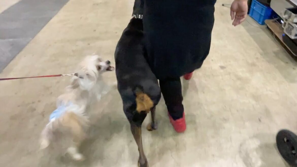 ドーベルマンを連れてイベントに行ったら悲惨な目に遭った