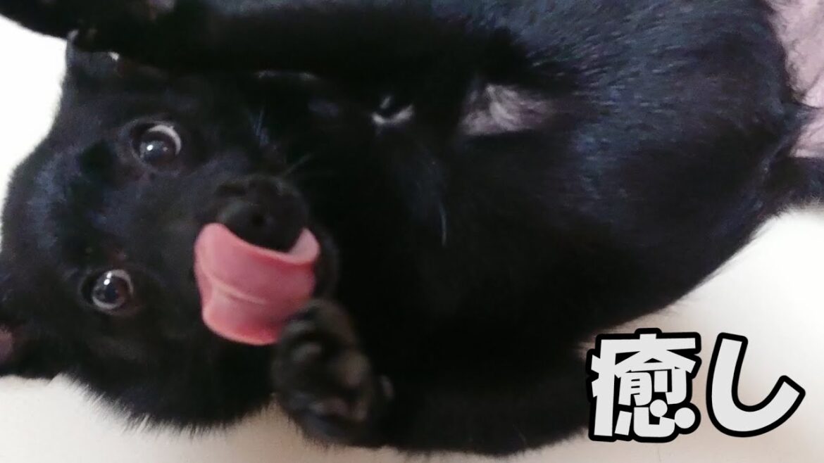黒犬を愛で、癒されるだけの動画【スキッパーキ クー】