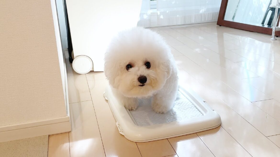 犬のトイレ事情｜うどんがトイレ失敗する理由はこれでした！｜ビションフリーゼ