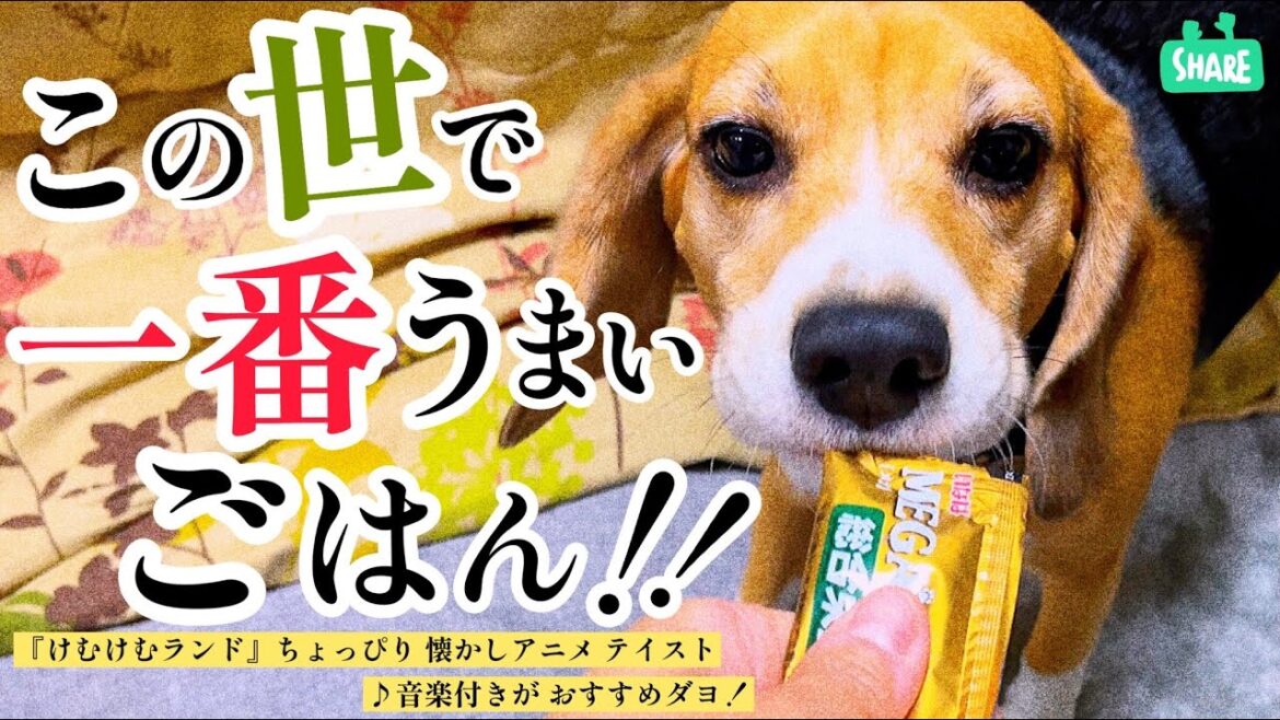 ビーグル犬　懲りずに今度はアニメ風動画に挑戦！