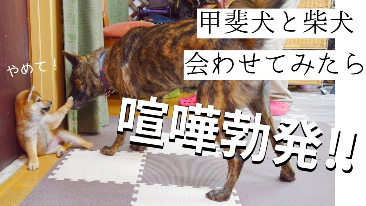 先住犬と柴犬の子犬、初めての交流で一触即発‼危険すぎて近寄れない‼果たして仲良くなれるのか⁉【甲斐犬・柴犬】【音量注意】