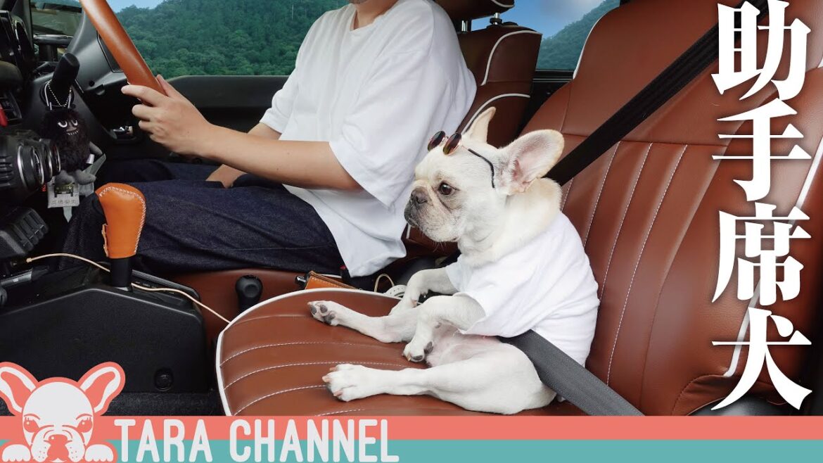 愛犬と休日ドライブするとこうなります...笑【フレンチブルドッグ】The one day of weekend with my dog
