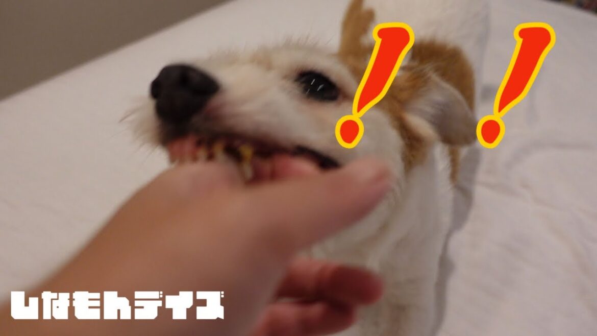 散歩から帰った後も大変【ジャックラッセルテリア　Jack Russell Terrier】