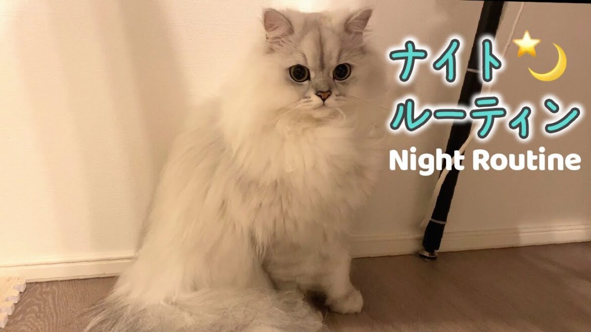 甘えんぼう猫のナイトルーティン［ペルシャ猫］