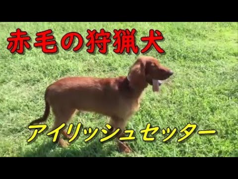 アイリッシュセッター 犬 鳴き声  アイルランド産赤毛の狩猟犬  Funny Dog Irish Setter Redhead Hunting Dog アイリッシュセッター 犬 鳴き声  アイルランド産赤毛の狩猟犬  Funny Dog Irish Setter Redhead Hunting Dog