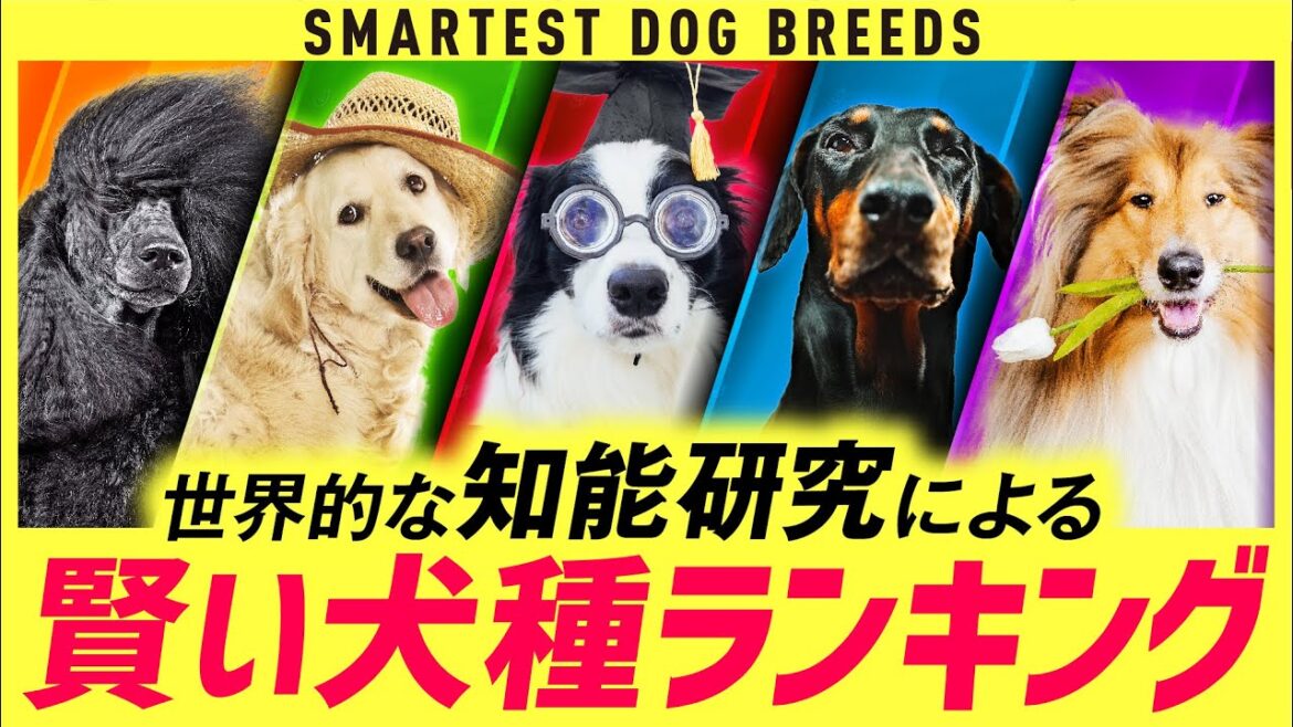 ❤️賢い犬種ランキング20【飼うのが難しい?】 ❤️賢い犬種ランキング20【飼うのが難しい?】
