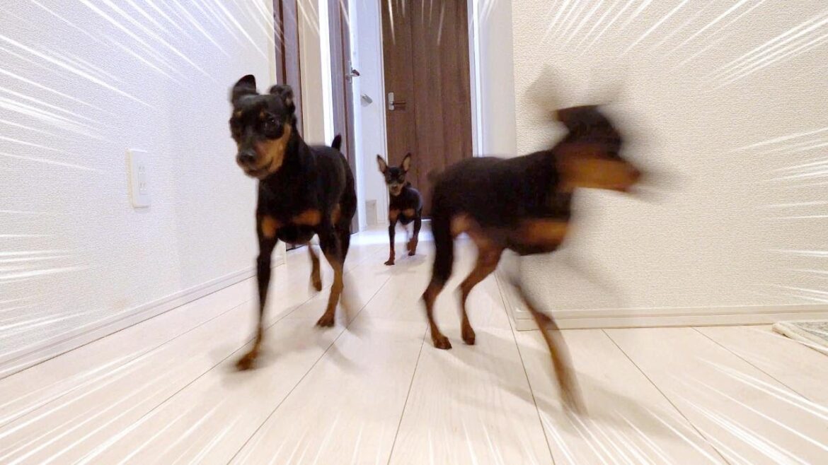 仕事に行ったはずの飼い主が実は隠れているドッキリをしたら笑いと感動が生まれた…【ミニピン】 仕事に行ったはずの飼い主が実は隠れているドッキリをしたら笑いと感動が生まれた…【ミニピン】