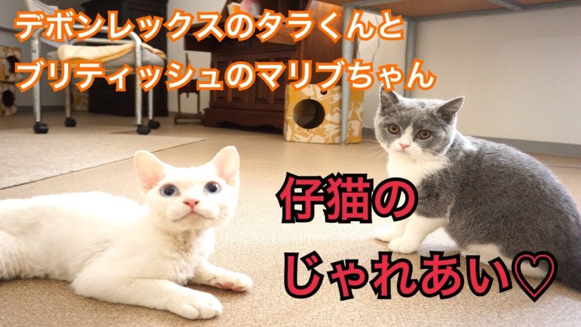 【猫ちゃんホテル】デボンレックスのタラくんとブリティッシュショートヘアのマリブちゃん 【猫ちゃんホテル】デボンレックスのタラくんとブリティッシュショートヘアのマリブちゃん