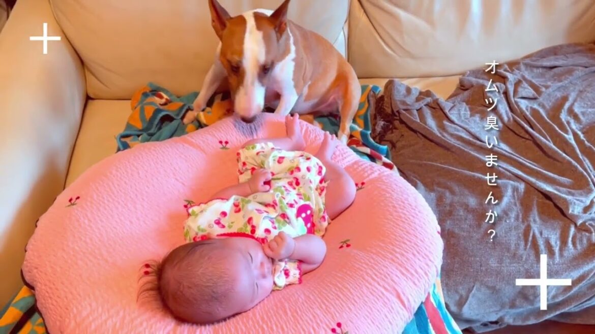 ［ブルテリア］Miniature Bull Terrier  ハイジがお守りします Heidi protects the baby