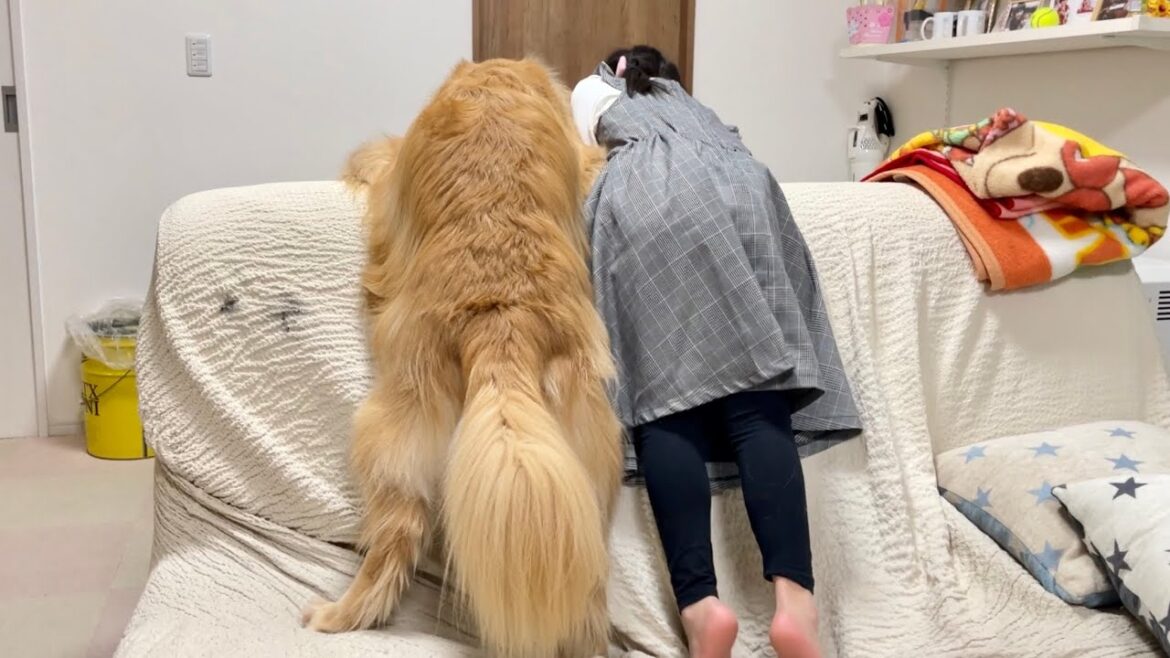 小さい頃から兄妹のように育った2人は遊ぶ時も寝る時も一緒です【ゴールデンレトリバーとミニチュアダックスフンド】 小さい頃から兄妹のように育った2人は遊ぶ時も寝る時も一緒です【ゴールデンレトリバーとミニチュアダックスフンド】