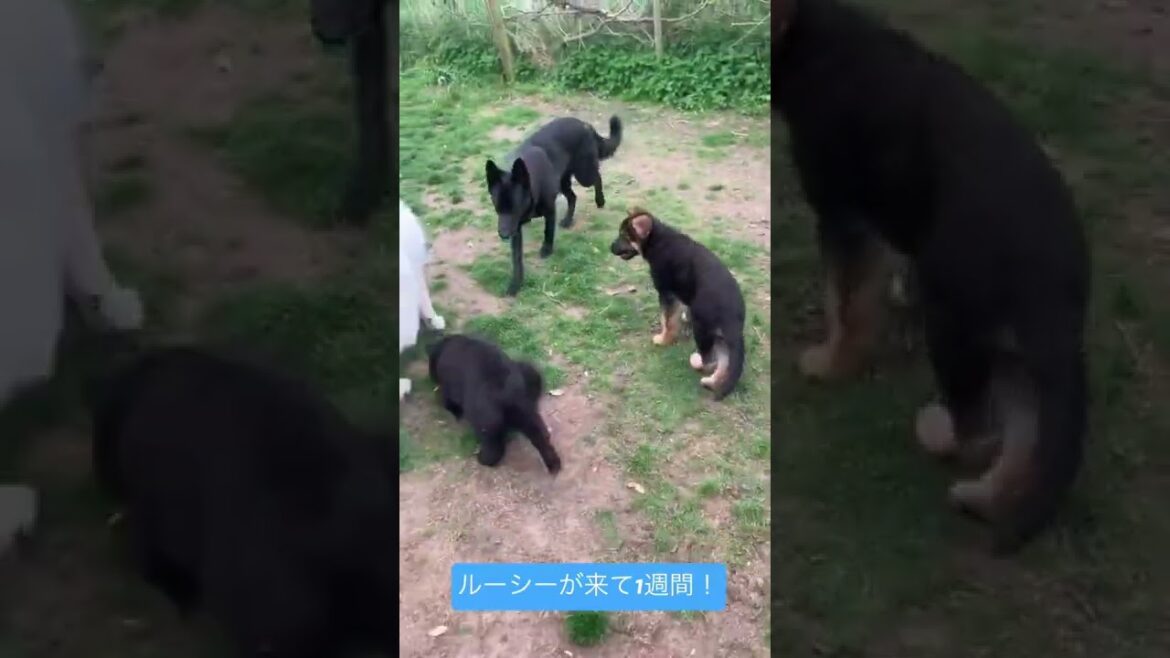 ルーシーが来て1週間が経った！みんなで仲良く遊ぶまでに！#shorts #doglife #多頭飼い #shepherd #ジャーマンシェパード #ホワイトスイスシェパード #グローネンダール
