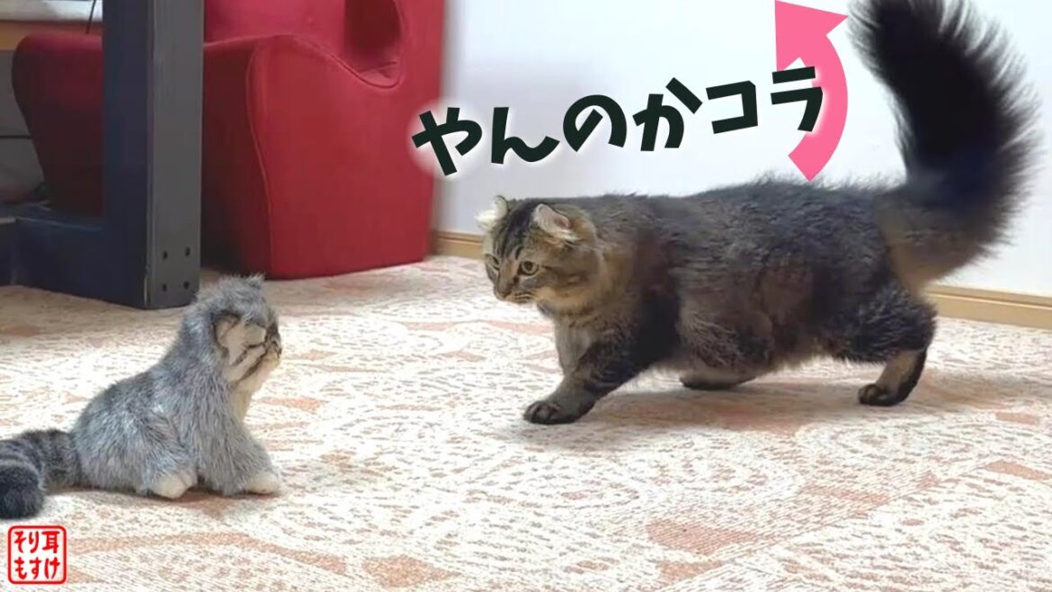 大好きな相棒をそっくりの猫にすり替えてみたら反応が面白すぎたｗ【マヌルネコ】