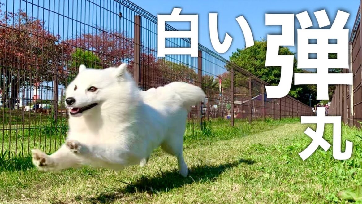 【チャレンジ】犬は50メートル走を何秒で走れるのか？ / My Dog Runs 50 Meters.