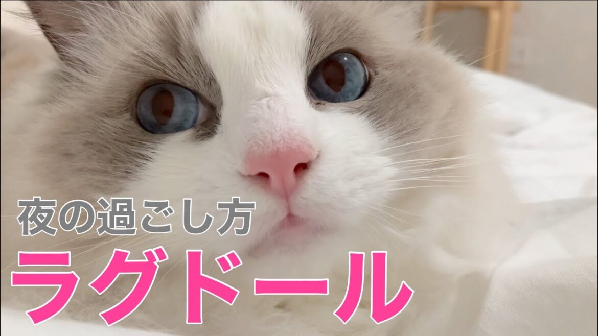 【ラグドールのリリー】リリーちゃんの夜の過ごし方