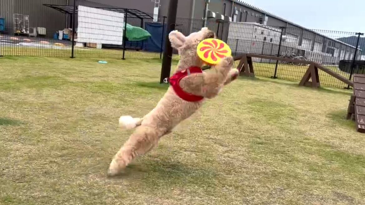 フリスビードッグになりたい大きいトイプードル【デカプー】【トイプードルのロアくん】【toy poodle】