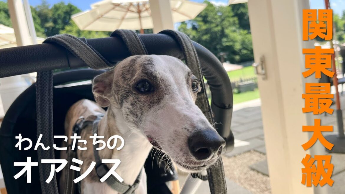 【ウィペット】関東最大級のドッグランでまったり休日を過ごす愛犬と飼い主