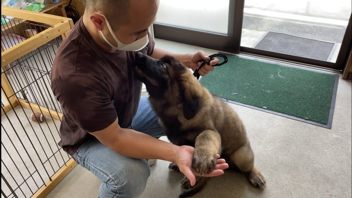 【超大型犬】　可愛い我が子との初対面　Leonberger　レオンベルガー