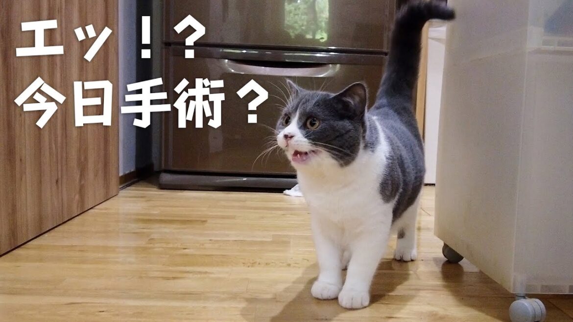 去勢手術をしてきたブリティッシュショートヘアのれん