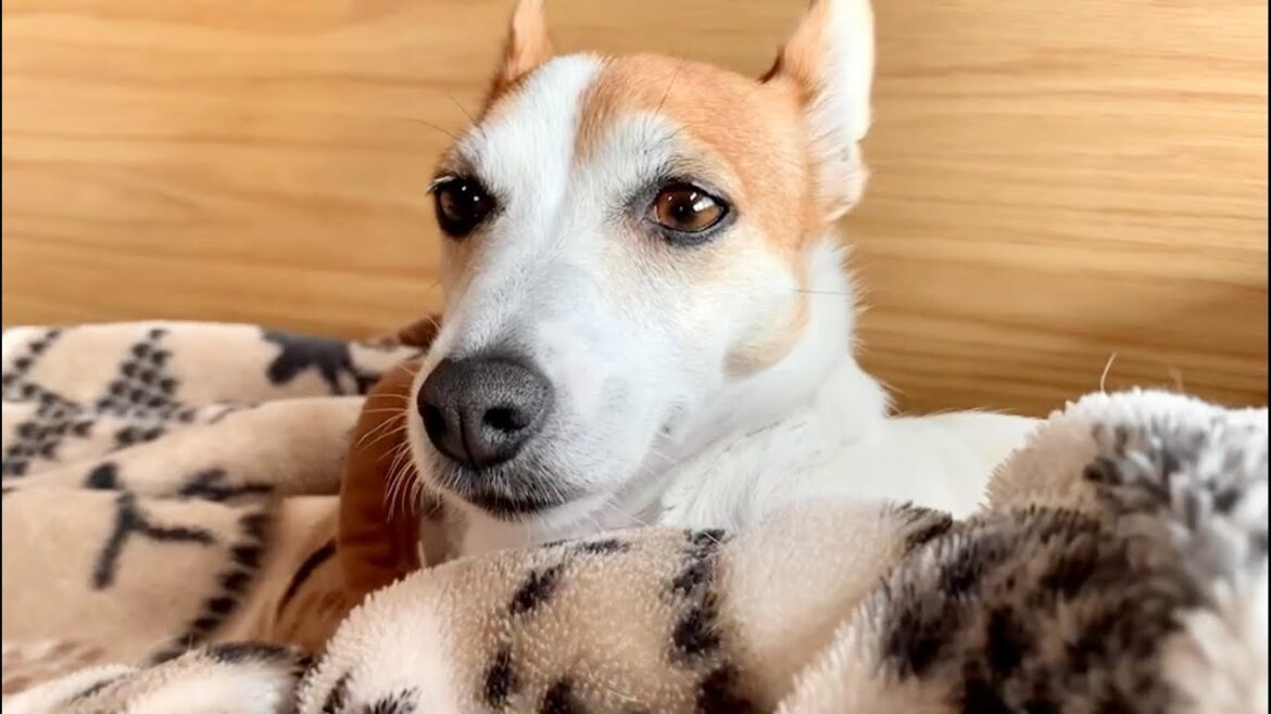 ジャックラッセルテリアが飼い主の側から離れなくなってしまいました　Mira Jack Russell Terrier