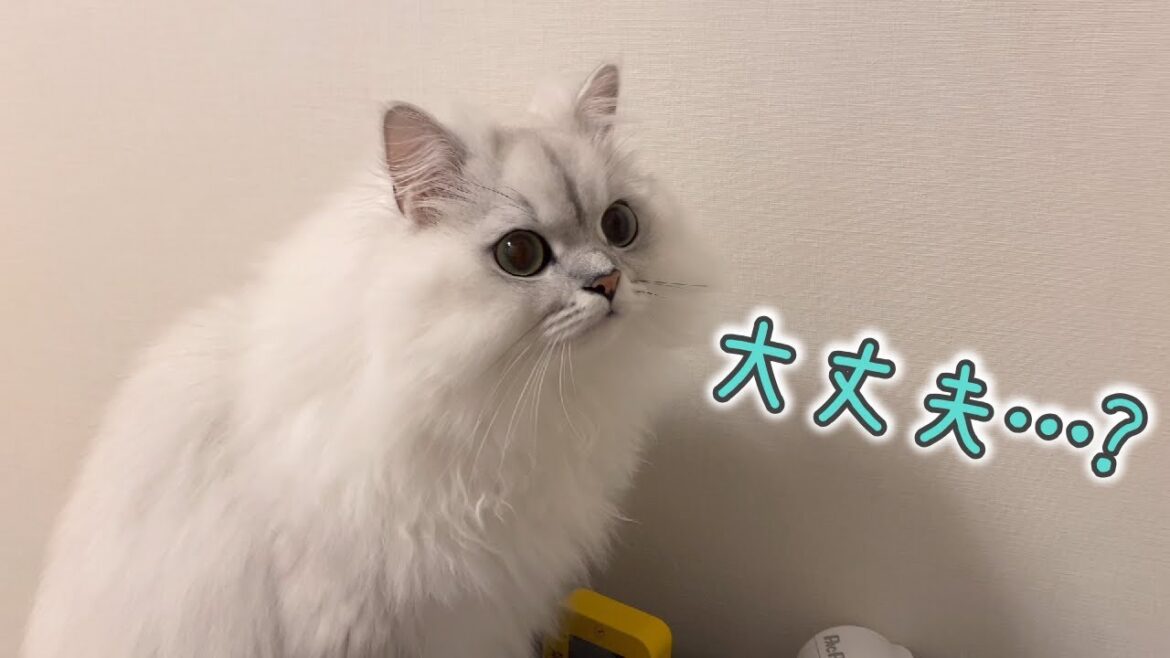 残業中の飼い主を心配する猫が健気でかわいい…！