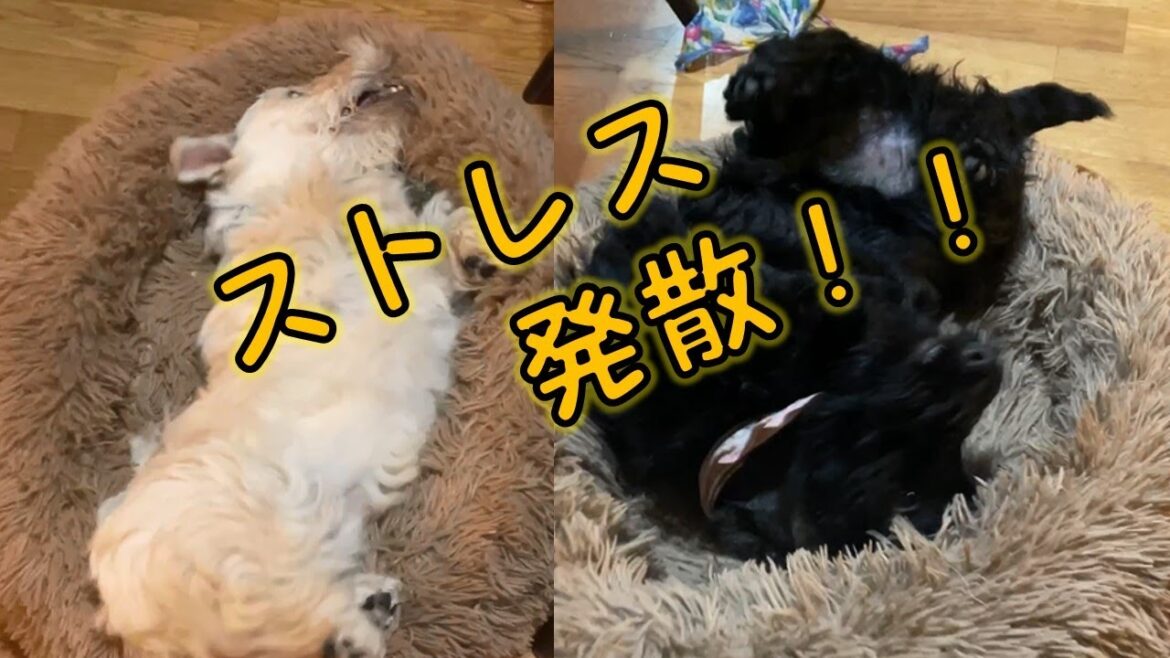 おらおらおら！　暴れてストレス発散じゃい！！【スコティッシュテリア】【こいぬ】【ショート】