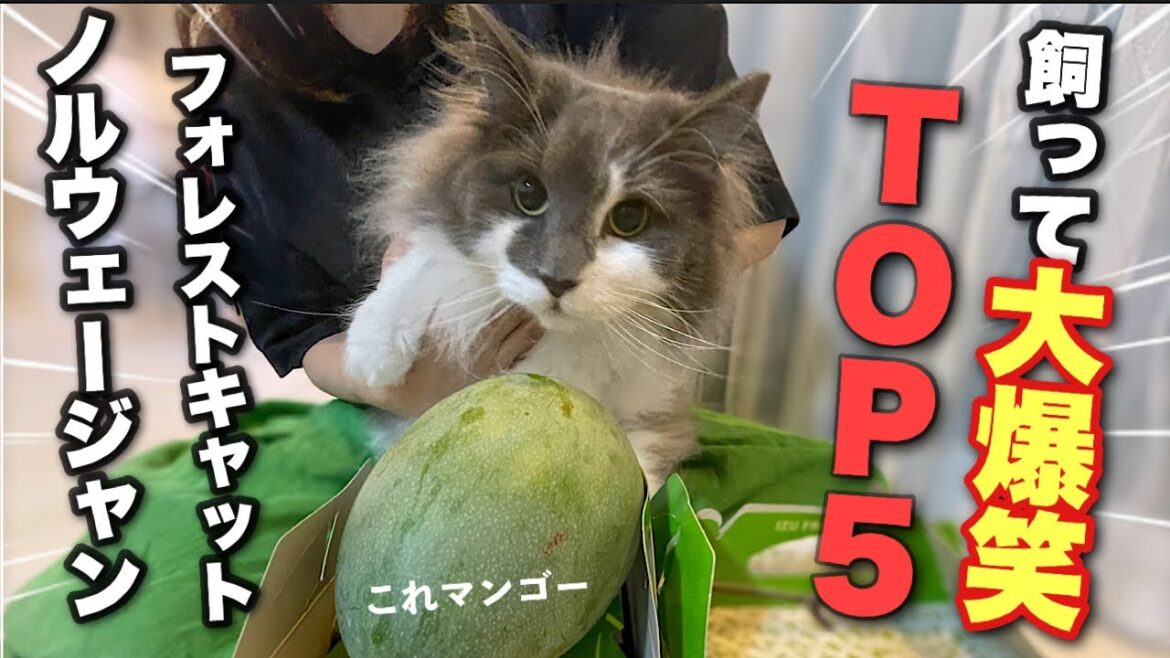 ノルウェージャンフォレストキャットを飼って大爆笑した事TOP５☆