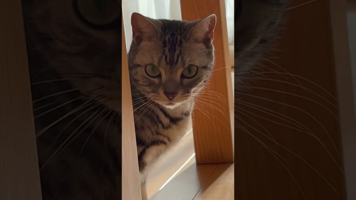 コードをまとめるケーブルタイと戯れるアメショー猫#short