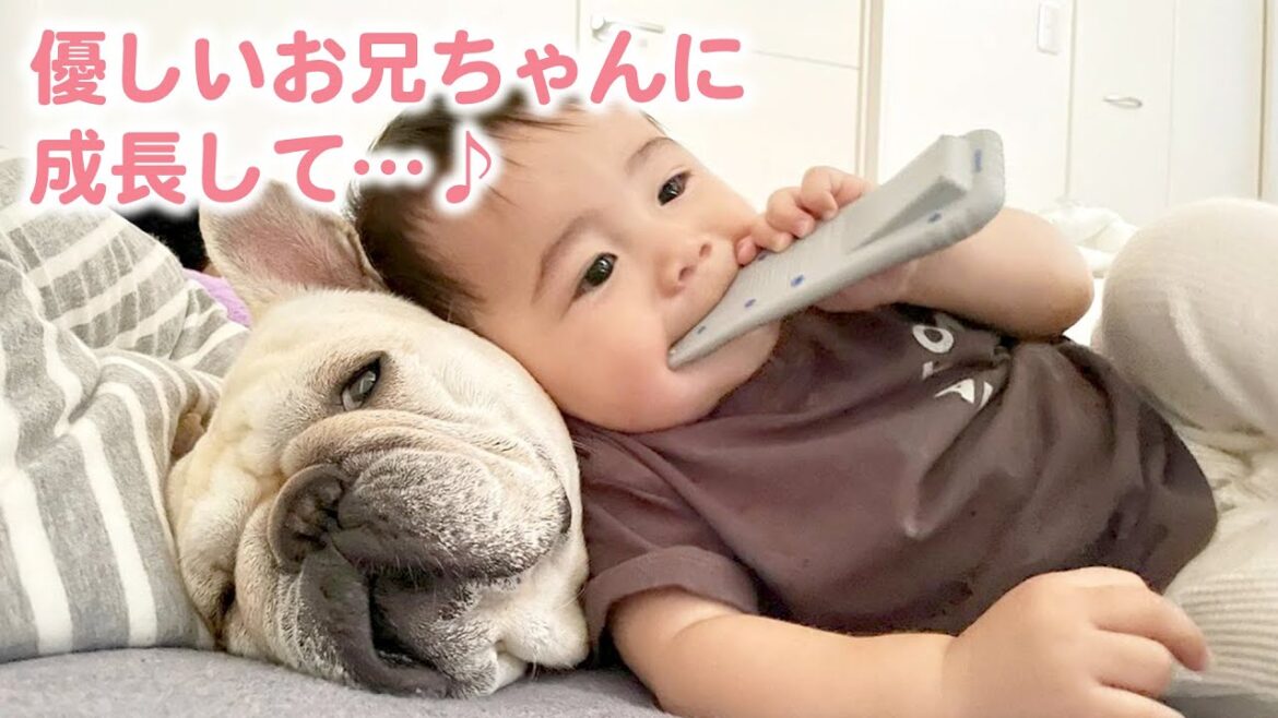 赤ちゃんにヤキモチ焼いていたフレンチブルドッグが優しいお兄ちゃんに成長して♪
