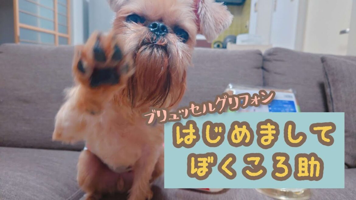 【初投稿】はじめまして! 僕ブリュッセルグリフォンのころ助です🐶 【初投稿】はじめまして! 僕ブリュッセルグリフォンのころ助です🐶